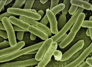 Bakterium als Auslöser von Parkinson
